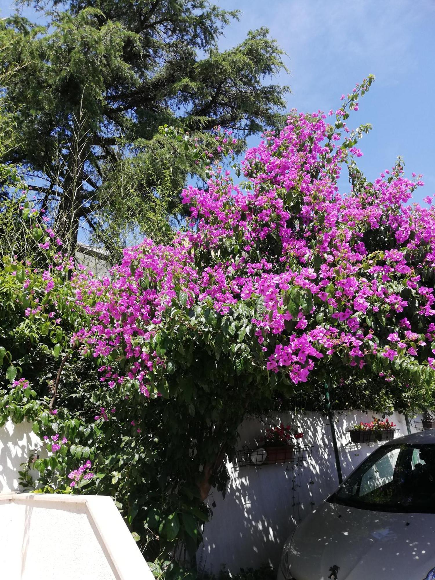 Apartments Poretti For 2,In Center Parking Free In The Yard,6 Min Beach Walk Rovinj Exterior foto