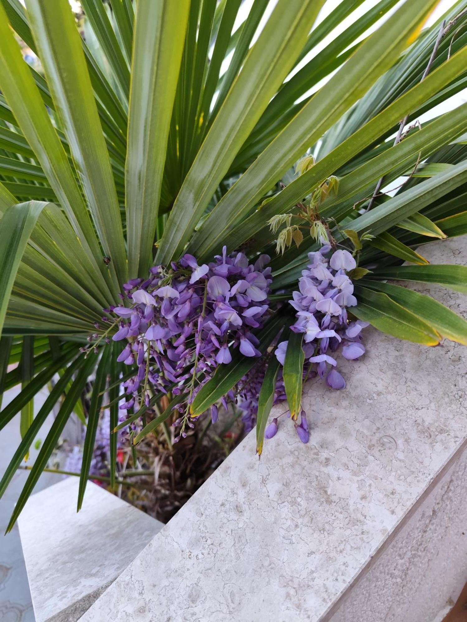 Apartments Poretti For 2,In Center Parking Free In The Yard,6 Min Beach Walk Rovinj Exterior foto